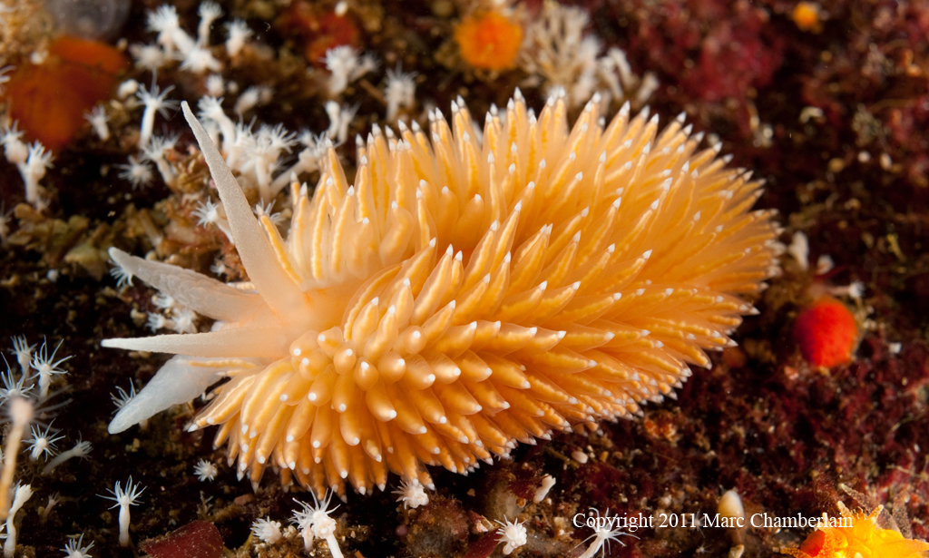 Flabellina japonica